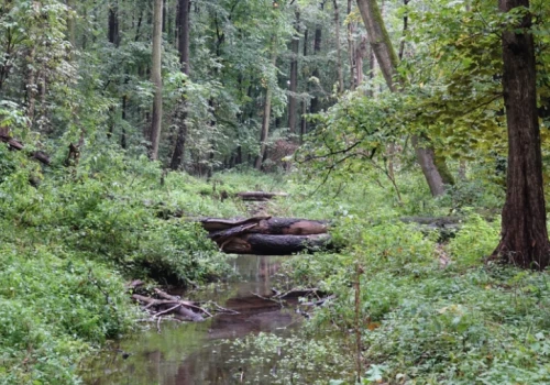 Juwenalia AWF-u odwołane. Wszystko przez... zwierzęta