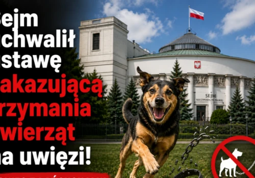 Sejm uchwalił ustawę zakazującą trzymania zwierząt na uwięzi!