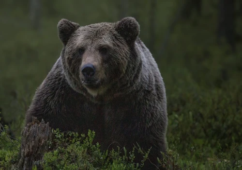 Niedźwiedzie niszczą pasieki na Podhalu. „Pieniądze nie rekompensują strat”