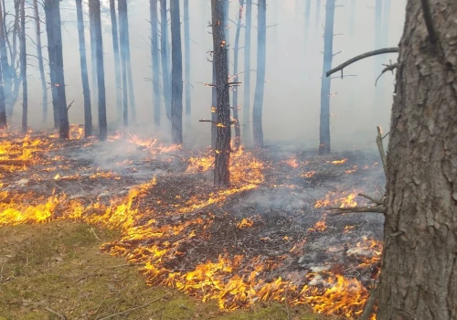 Pożar lasu na Mazowszu. Nowe informacje