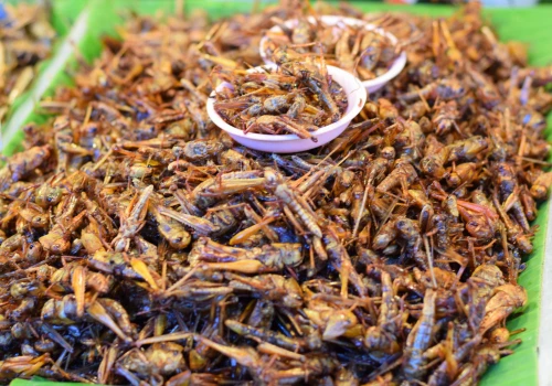 Jedzenie owadów uratuje planetę? Bezlitosne badania: Emisje jak przy produkcji mięsa