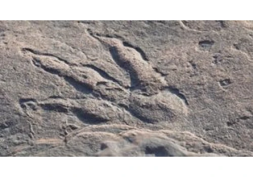 Nowy gigant wśród dinozaurów. Największy dinozaur w Azji Południowej