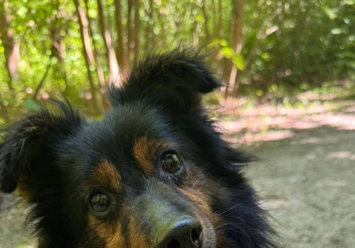 Kto odmieni ich los? Schronisko w Koninie zachęca do adopcji