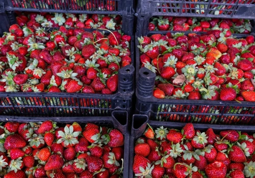 Ruszyły samozbiory truskawek. Rolniczka podała cenę za kilogram owoców