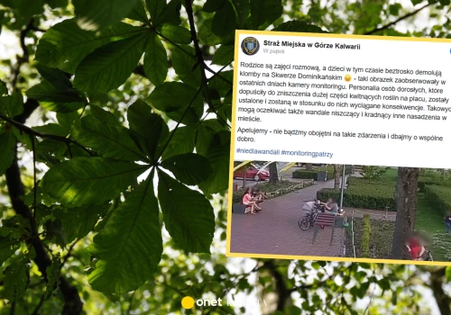 Dzieci zniszczyły drzewa na skwerze. Rodzice nie zareagowali