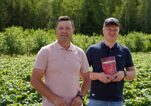 Z wizytą na plantacji – jak uzyskać większe i wyrównane truskawki?