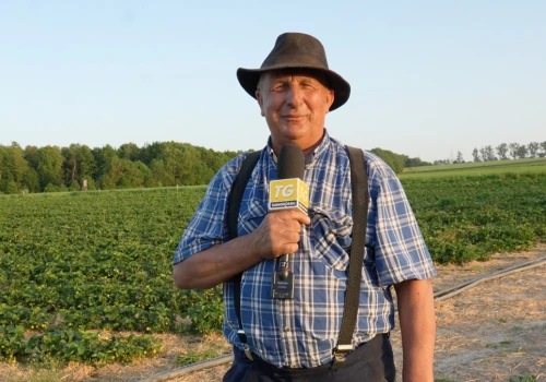 Samozbiory truskawek na Śląsku opóźnione. Kiedy ruszy kultowa plantacja w Księżym Lesie?
