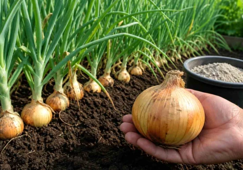 Zastosuj TO pod cebulę. Z jednej grządki zbierzesz tyle, co z trzech!