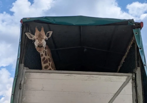 Pietruszka z Warszawskiego ZOO już na Słowenii. Zaskakujące kulisy przeprowadzki