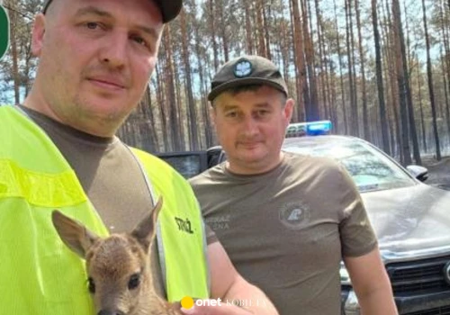 Leśnicy uratowali młodą sarnę z pogorzeliska. Matka nie przeżyła