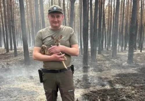 Po wielkim pożarze w powiecie mińskim znaleźli osierocone koźlę. Matka nie przeżyła