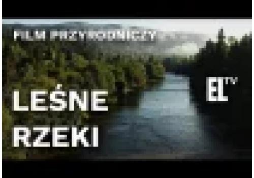 Leśne rzeki - bogate piękno naturalnych biotopów