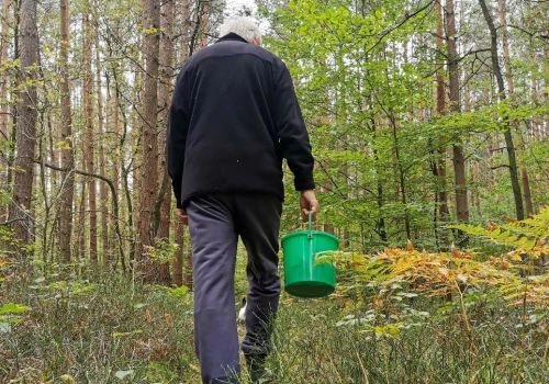Tego grzyba możesz zjadać na surowo. Znajdziesz go w lesie już w czerwcu