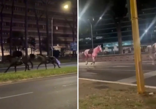 Chaos na ulicach Rzymu. Spłoszone konie ruszyły galopem przez miasto, są ranni