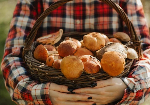 Jakie grzyby rosną w czerwcu? Na te okazy możesz trafić w najbliższym czasie
