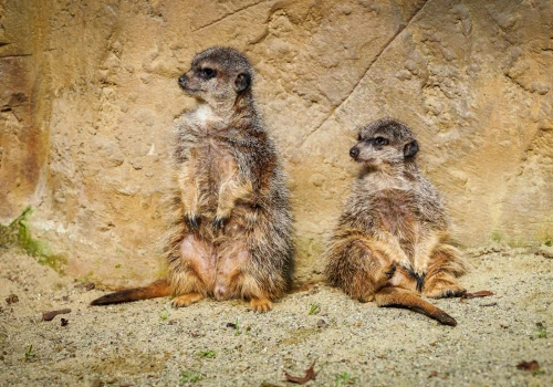 Dzień Dziecka w Śląskim Ogrodzie Zoologicznym. Czeka pełno atrakcji dla całych rodzin