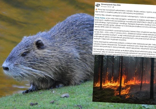 Aktywiści ostrzegają: tereny, które teraz płoną, to te same, gdzie zwalcza się bobry