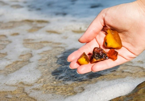 Droga bursztynu na polskie wybrzeże. Jak las trafił na bałtycką plażę?