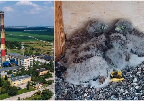 Czekali na sokoła, ale do domu na kominie ciepłowni zajrzał inny ptak. Właśnie wykluły się młode