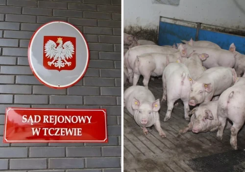 Chcą zlikwidować hodowlę 50 świń. Do akcji wkroczył sąd
