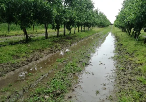 Plantacje jagodowe czeka pogodowa loteria. Jednym deszcz pomoże, innym nie