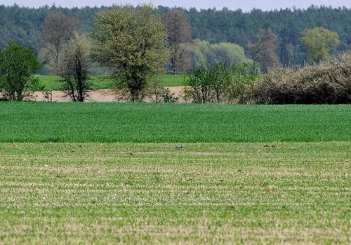 Nawet 18 tys. zł do hektara. Od 1 czerwca rusza pomoc zalesieniowa