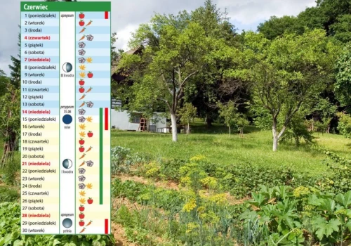 Kalendarz biodynamiczny na czerwiec 2026. Kiedy siać, sadzić i pielęgnować rośliny?