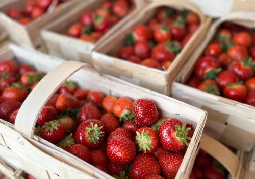 Truskawkowy sezon nabiera rozpędu. Które odmiany królują na polskich plantacjach?