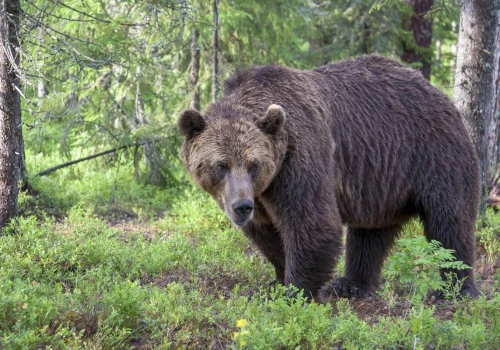 Rolnicy z Podkarpacia: Czujemy się dyskryminowani. Fanatyczne podejście do ochrony wilka i niedźwiedzia
