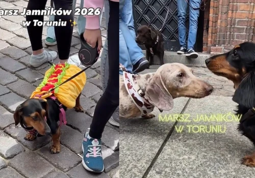 Przez Toruń przeszła parada jamniczków, setki krótkich nóżek pląsały po starówce