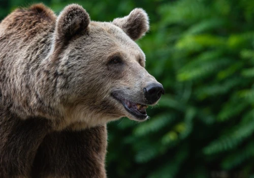 Tak niedźwiedź reaguje na człowieka. Polski naukowiec pokazał nagranie
