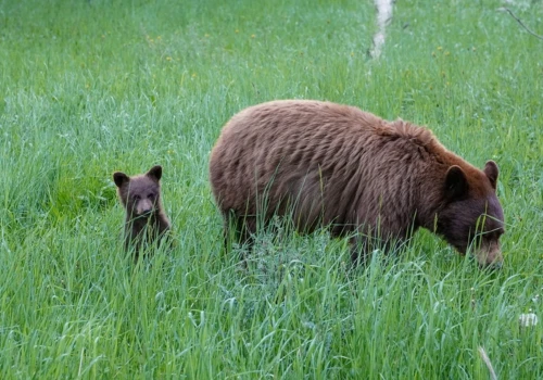 Bieszczady tracą przez doniesienia medialne. 