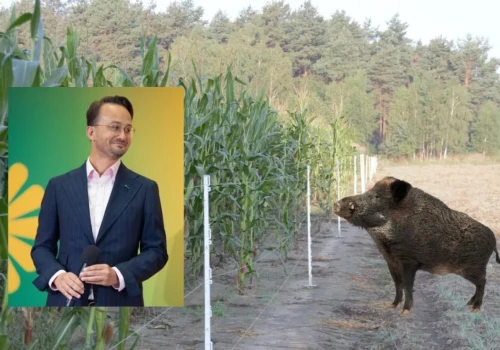 Dziki i żubry niszczą rolnikom kukurydzę. Lider Zielonych ma dla nich 