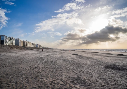 Około 80 martwych rekinów na belgijskiej plaży