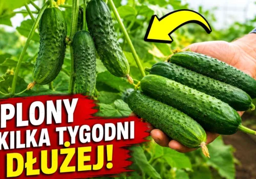 Zrób to, a będziesz zrywać ogórki nawet w listopadzie. Musisz to wypróbować