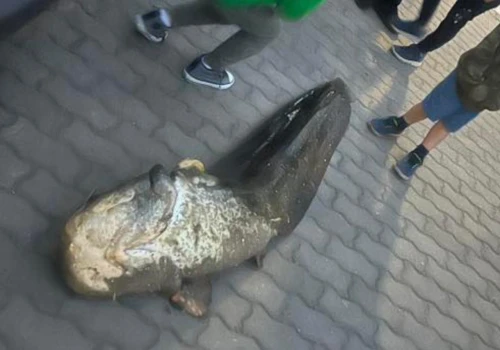 Ogromny sum złowiony na Gocławiu. Trafił do bagażnika mimo okresu ochronnego. 