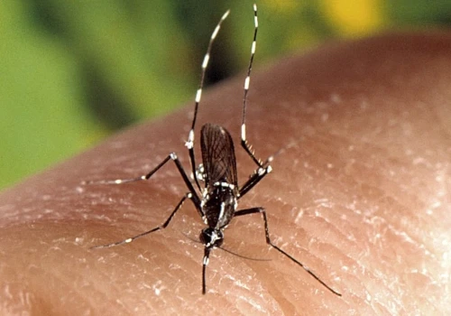 32 miliony komarów od Google. Nietypowy plan walki z epidemiami