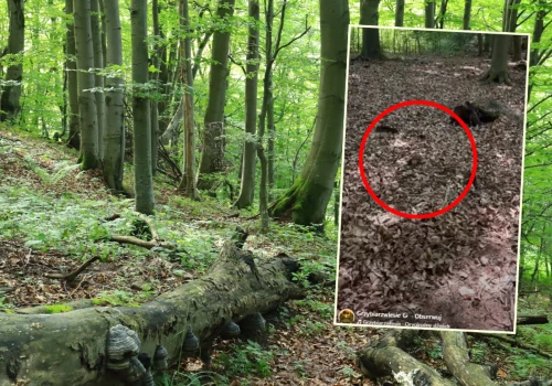 Poszedł na grzyby, pokazał, co kryło się w liściach. 