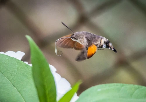 Zawisają w powietrzu, można pomylić je z ptakami. To polskie kolibry