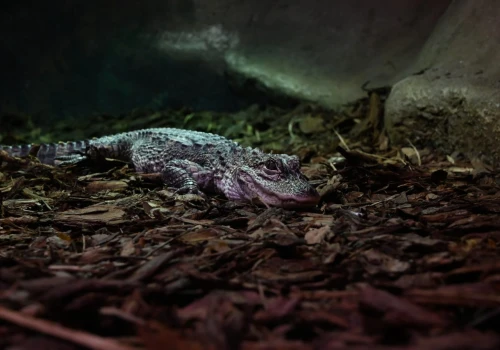 ZOO w Zamościu ma nowych mieszkańców. Przyjechały jedne z najrzadszych aligatorów na świecie