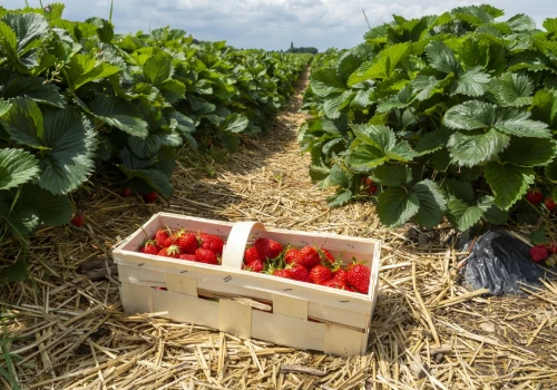Polska traci truskawki. Coraz mniej plantacji i rosnące problemy producentów