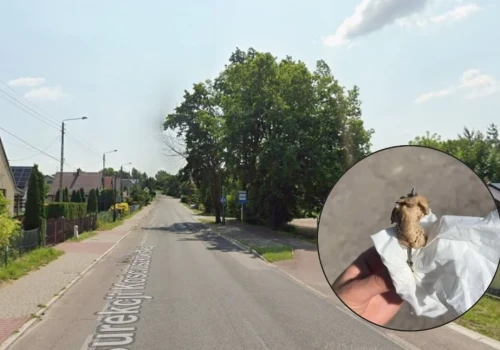 Truciciel psów w Jaworznie? Kiełbasa z gwoździem znaleziona przy przystanku
