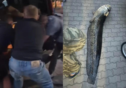 Policja zatrzymała mężczyznę, który wyłowił suma z Balatonu. To 57-letni Ukrainiec