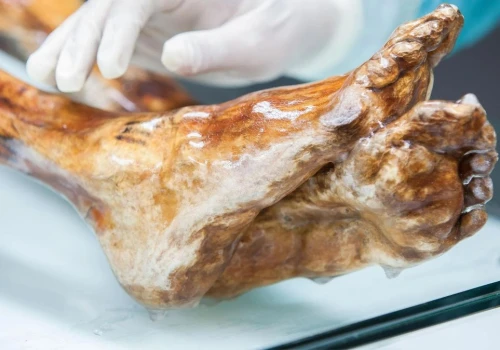 5300 lat w lodzie i nadal aktywne. Ötzi okazuje się żywym ekosystemem