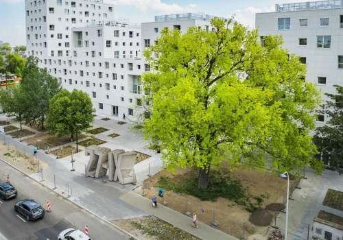 Topola, która przetrwała wojnę, walczy o prestiżowy tytuł. Warszawa ma swojego faworyta