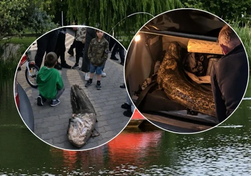 Zatrzymano Ukraińca, który nielegalnie wyłowił „legendarnego warszawskiego suma”