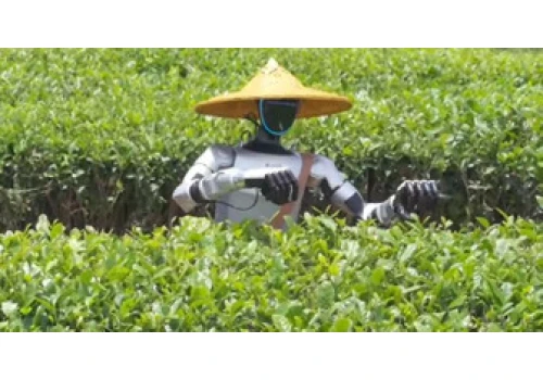 Roboty na plantacjach: jak chińska herbata przyspiesza rozwój sztucznej inteligencji