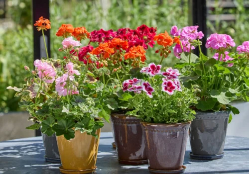 Jak dbać o pelargonie, by służyły nam latami?
