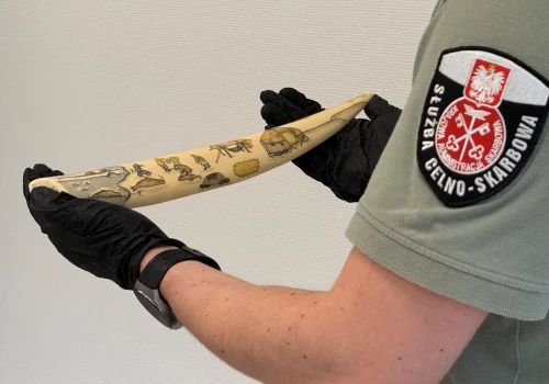 Arktyczny skarb w bagażu 66-latki. Grawerowane kły morsa mogą być warte dziesiątki tysięcy euro