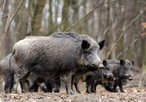 „Po co wam tyle kukurydzy?” Te słowa polityka rozwścieczyły rolników